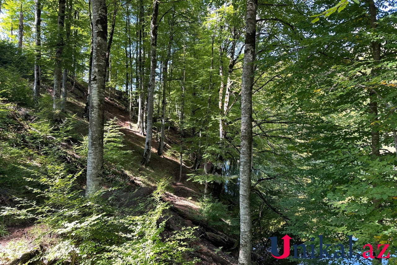 Adı "qara", özü cənnət - FOTOLAR